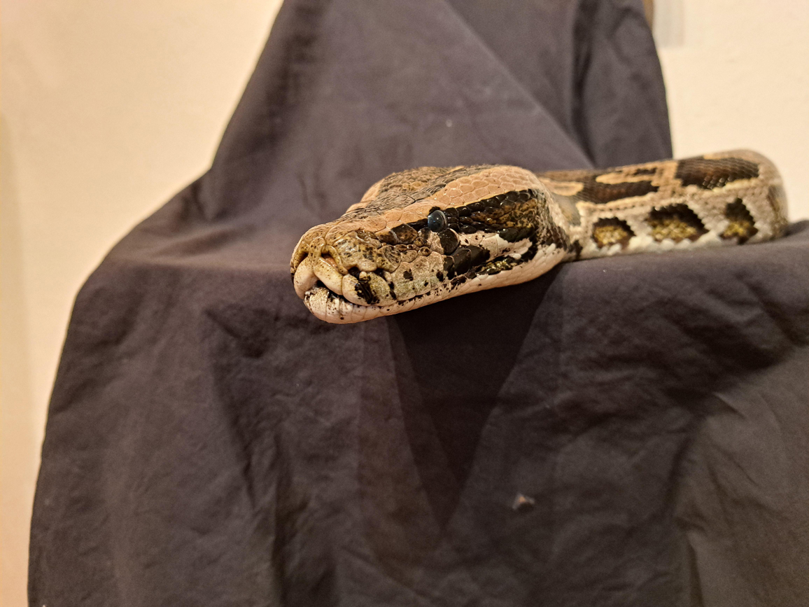 A BIG new show, a BIG deal and a BIG snake